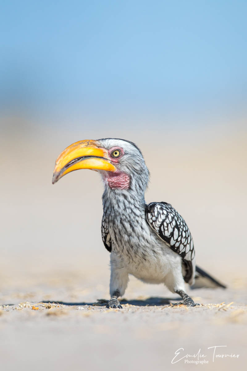 Calao leucomèle, Savuti (Botswana)